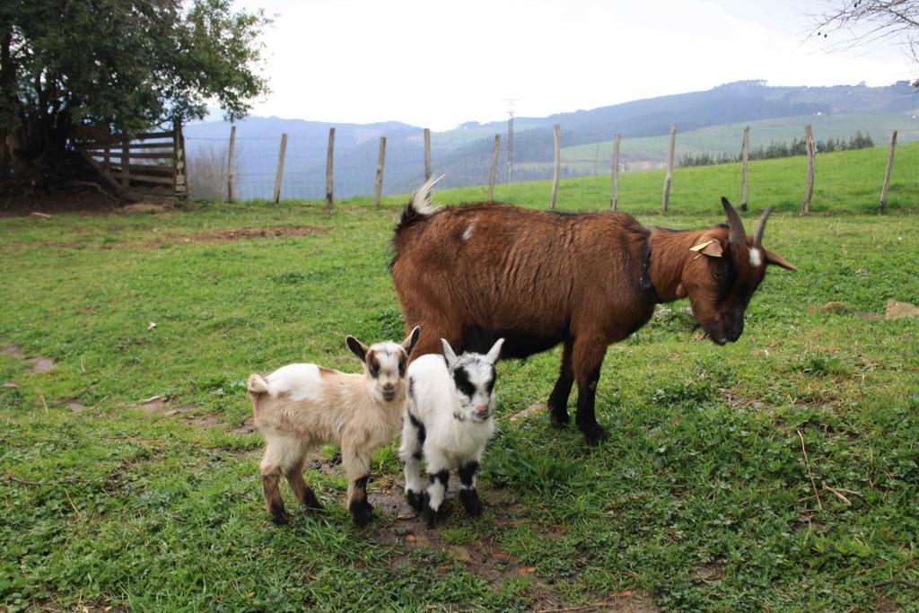 Casa Rural Ecologica Arrizurieta Μπερμέο Εξωτερικό φωτογραφία